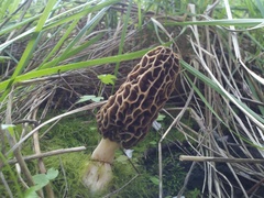 Morchella americana