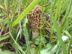 Morchella americana