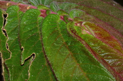Columnea polyantha image