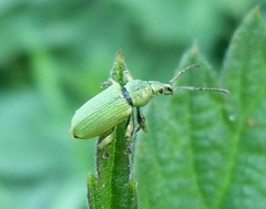 Phyllobius maculicornis