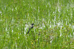 Tyrannus niveigularis