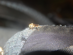 Lepidotrigona terminata