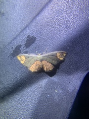 Metallaxis semiustus