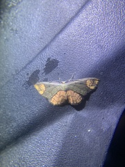 Metallaxis semiustus