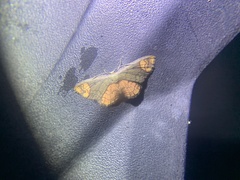 Metallaxis semiustus