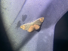 Metallaxis semiustus