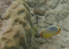 Chaetodon trifasciatus