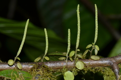 Peperomia rotundifolia