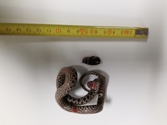 Elaphe quatuorlineata