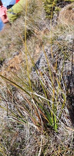Carex devia (Carex devia)