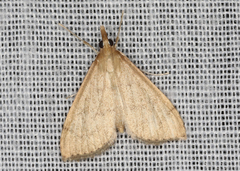 Metasia dicealis