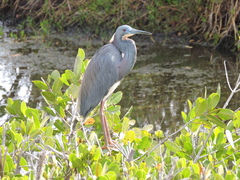 Egretta tricolor image
