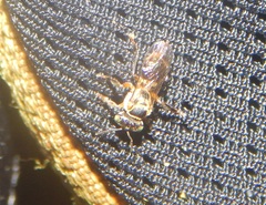 Lepidotrigona terminata