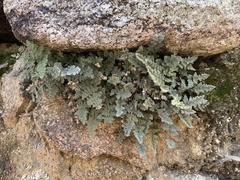 Myriopteris parryi image