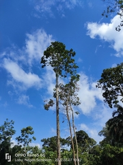 Artocarpus elasticus