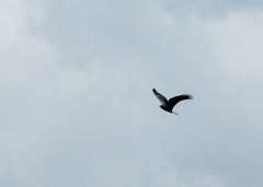 Rostrhamus sociabilis