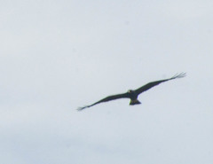 Rostrhamus sociabilis