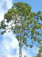 Artocarpus elasticus