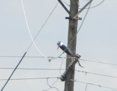 Megaceryle torquata