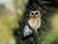 Unspotted Saw-Whet Owl photo 4