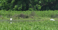 Egretta thula