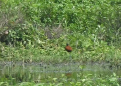 Jacana jacana