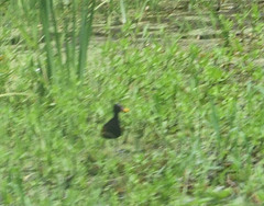 Jacana jacana