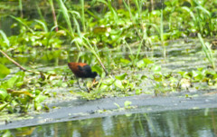 Jacana jacana