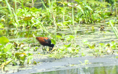 Jacana jacana