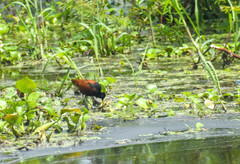 Jacana jacana