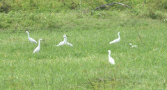 Egretta thula