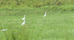 Egretta thula