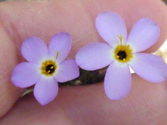 Leptosiphon androsaceus