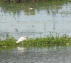 Bubulcus ibis