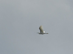 Egretta thula