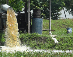 Ardea alba