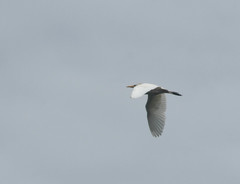 Bubulcus ibis
