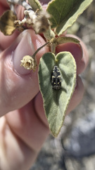 Acmaeodera vernalis