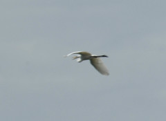 Ardea alba