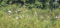 Bubulcus ibis