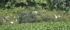 Bubulcus ibis