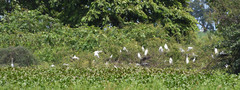 Bubulcus ibis