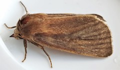 Globia laeta