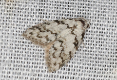 Nola melanogramma