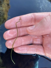 Chaetomorpha spiralis