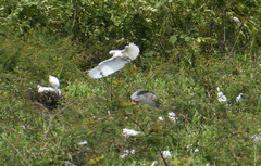 Nycticorax nycticorax