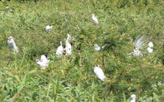 Egretta thula