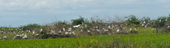 Ardea alba