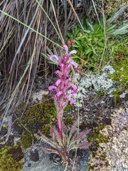 Pedicularis incurva