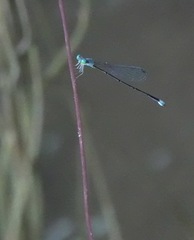 Teinobasis samaritis